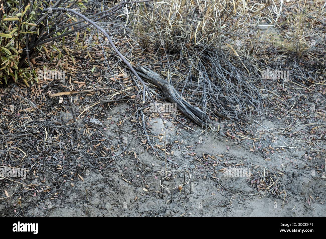 Traditionelle Vogelfalle (springe), Kalahari Buschmänner, Stamm = jun//huosi auch Juǀʼhoansi, phonetisch zunquasi mit qu = Klickgeräusch, Makgadikgadi-Pfanne Stockfoto