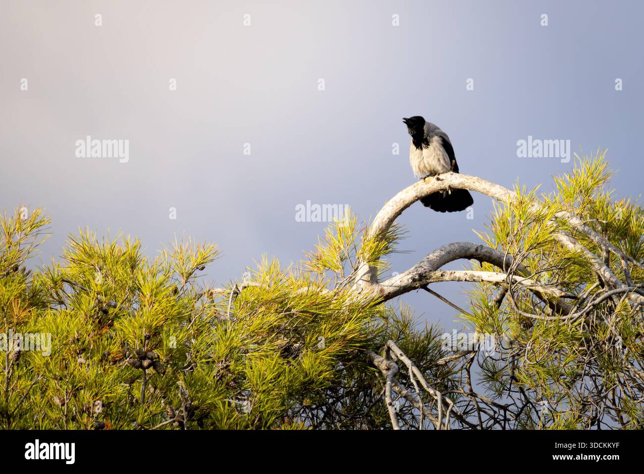 Eine Kapuzenkrähe (Corvus cornix), die auf einem Tannenzweig thront und in einer ruhigen, natürlichen Umgebung festgehalten wird, die die wachsame Haltung und den Wald des Vogels unterstreicht Stockfoto