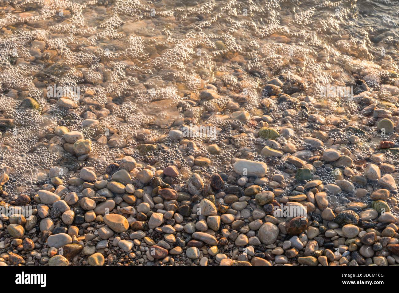 Sanfte Wellen sprudeln über glatte Kieselsteine entlang der Küste von Gimli, Manitoba, Kanada am Lake Winnipeg, die an einem Herbsttag in warmem natürlichem Licht leuchten Stockfoto
