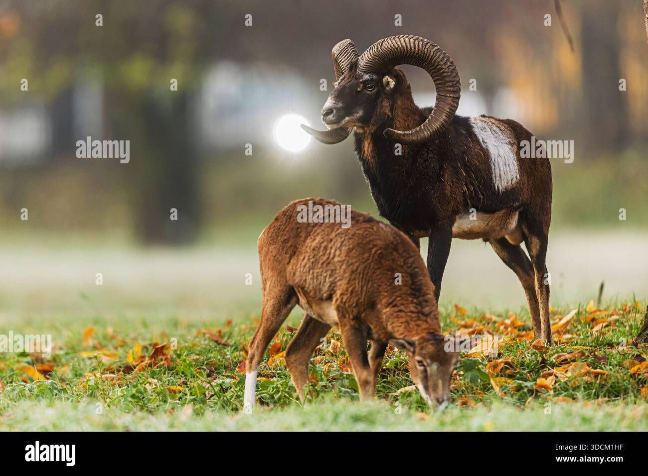 Mufflon Ovis orientalis musimon Widder steht wachsam, während sich Schafe auf der Wiese ernähren Stockfoto
