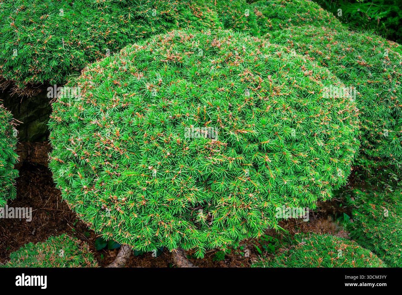 Zwergkoniferen, Royal Botanical Gardens, Burlington, Ontario, Kanada Stockfoto
