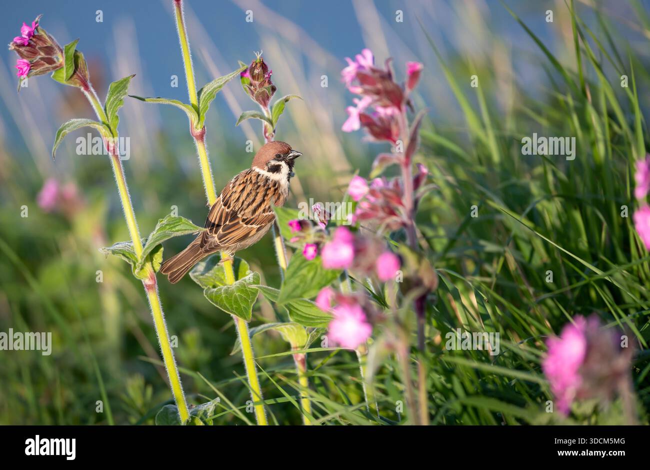 Ein kleiner eurasischer Baumpatzen (Passer montanus) sitzt auf dem Stamm einer rosa campion-Blume, umgeben von hohem Gras in einer natürlichen Wil Stockfoto