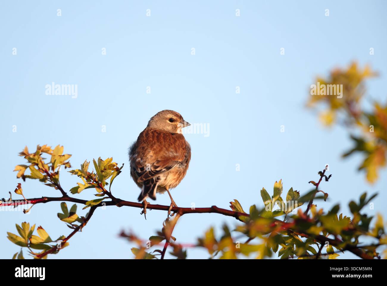 Ein kleiner, brauner gemeiner Linnet (Linaria cannabina) finch thront auf einem Dornzweig mit grünen Blättern vor einem klaren blauen Himmel, Großbritannien. Stockfoto
