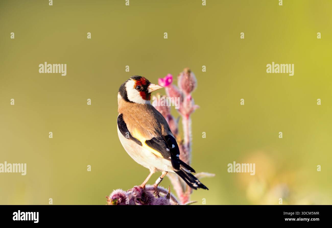Ein kleiner, farbenfroher europäischer Goldfinkvogel (carduelis carduelis) mit einem markanten roten Gesicht, gelbem Flügelfleck und weißen und schwarzen Kopfmarkierungen pro Stockfoto