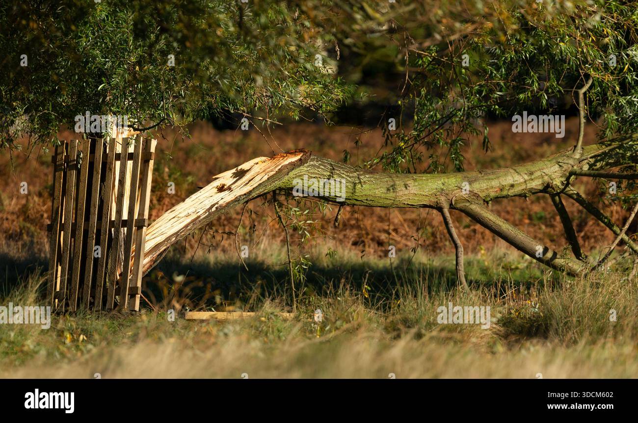 Ein großer Baumstamm, der in der Nähe seiner Basis gerissen wurde, offenbart Holzsplitter und schwere Schäden, die durch starke Winde in einem öffentlichen Park in Großbritannien verursacht wurden. Stockfoto