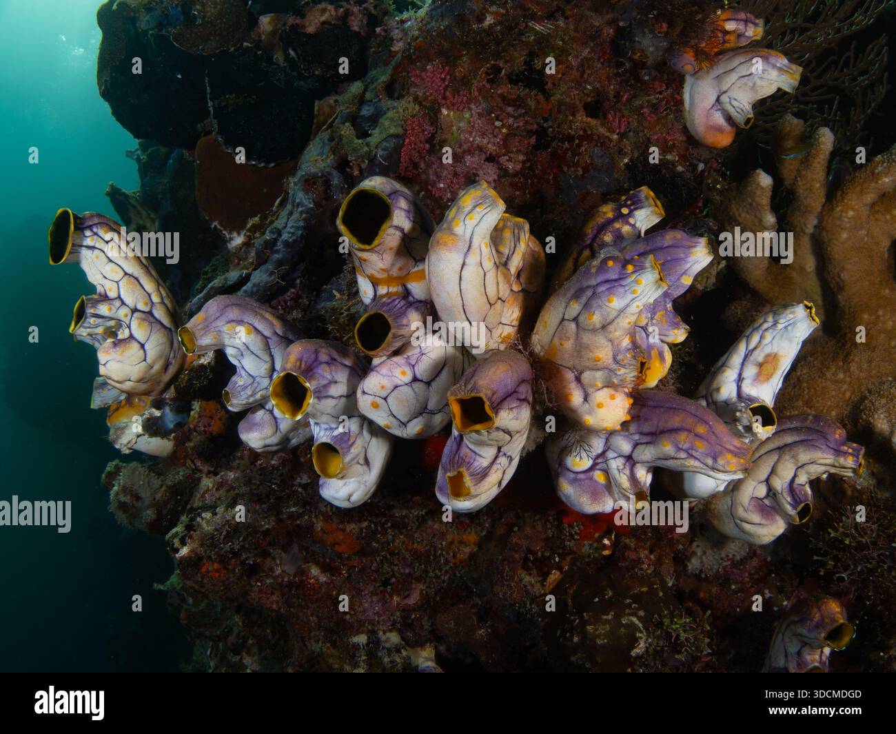 Bunte Tuniken, Polycarpa aurata, bedecken eine Riffwand in Raja Ampat, Indonesien. Mantelwaren sind Filterzuführungen und können die Wasserqualität sogar verbessern. Stockfoto