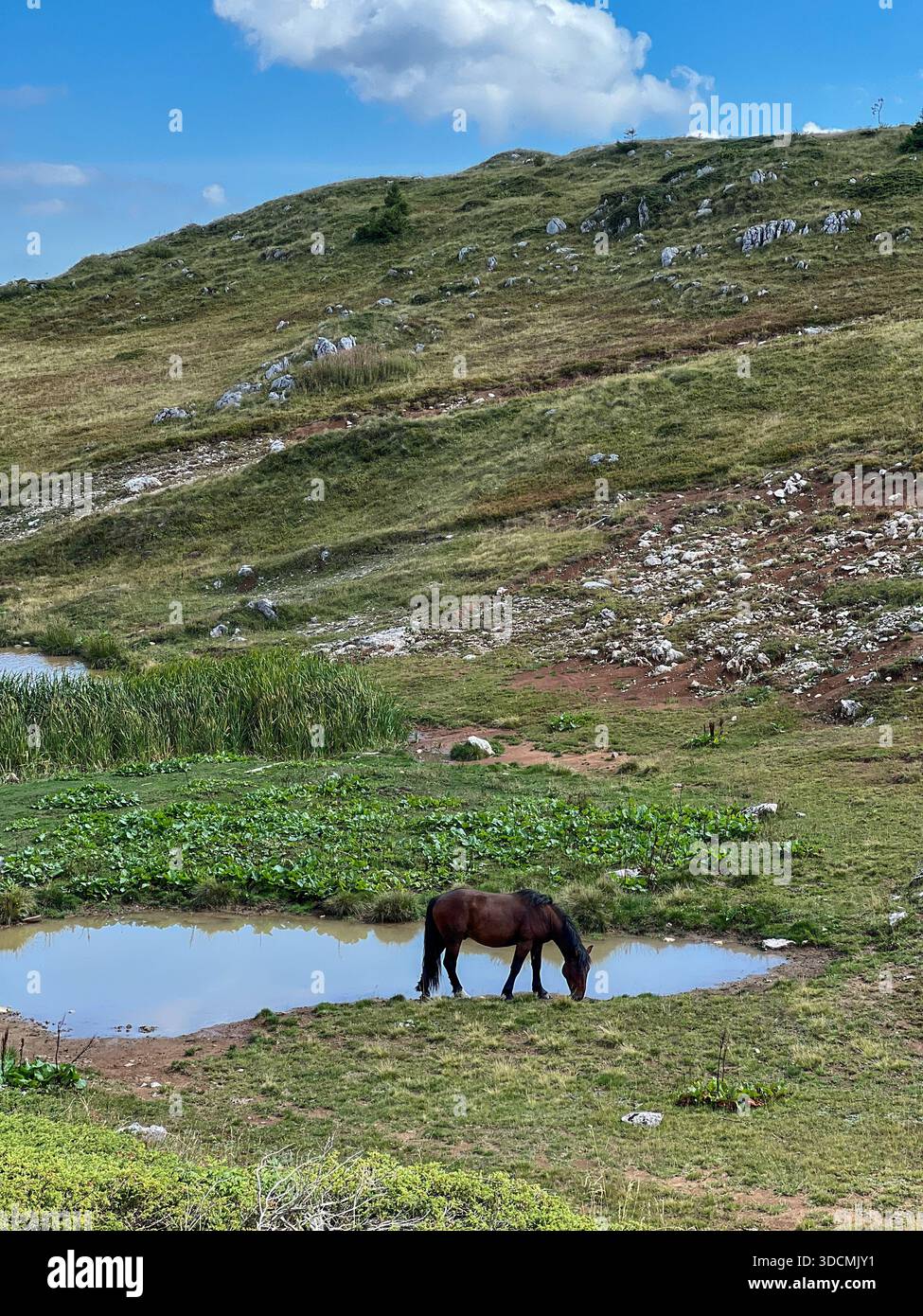 Ein einsames Pferd weidet neben einem ruhigen Bergteich auf Jahorina, Bosnien und Herzegowina. Friedliche alpine Landschaft mit grünen Hügeln, Felsen und blauem Himmel. - Smartphone-aufgenommenes Stockfoto