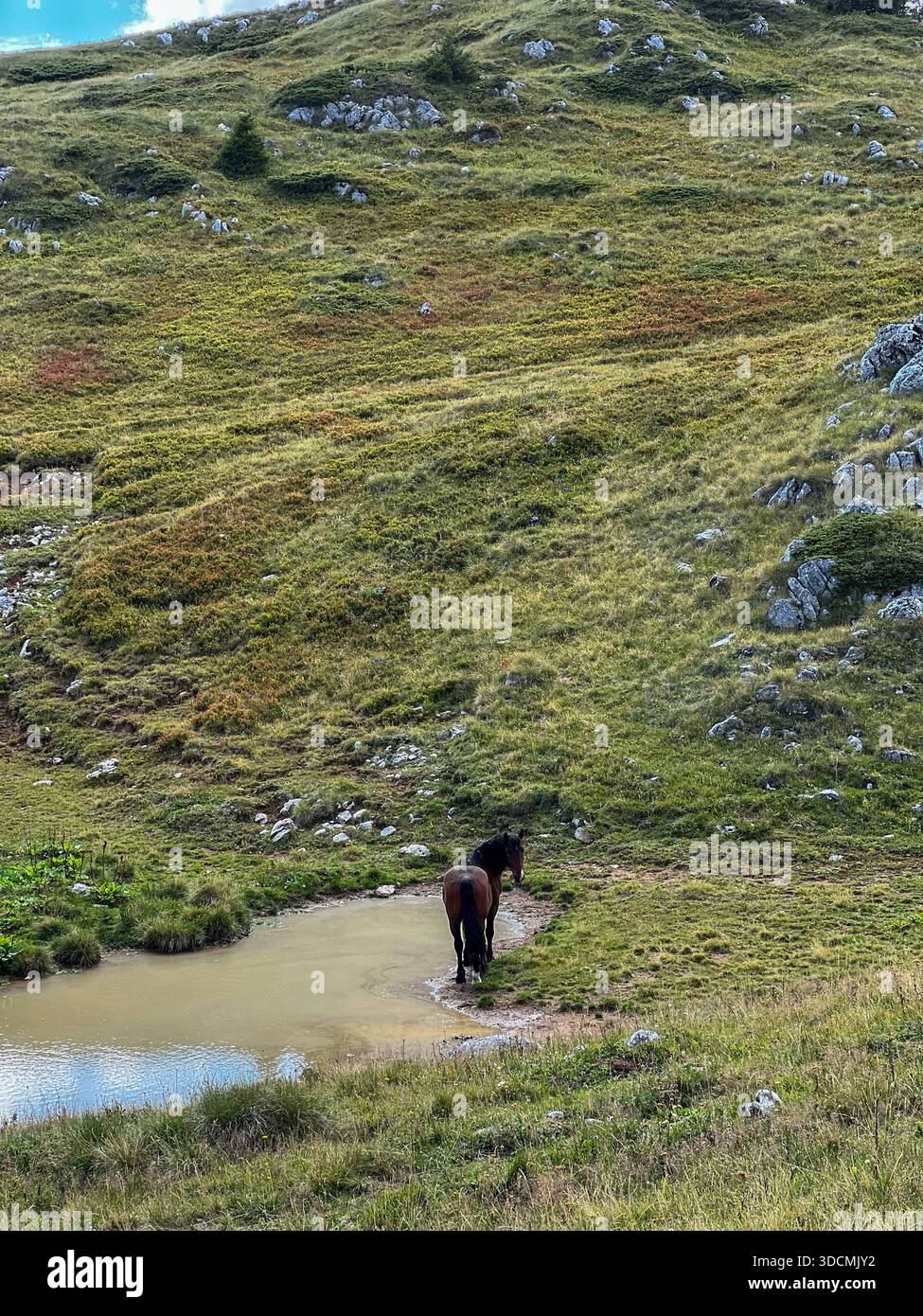 Ein Pferd weidet in der Nähe eines kleinen alpinen Teichs auf dem Berg Jahorina, Bosnien und Herzegowina. Malerische Hochlandlandschaft mit sanften Hügeln, Wolken, Grün... - Smartphone-aufgenommenes Stockfoto