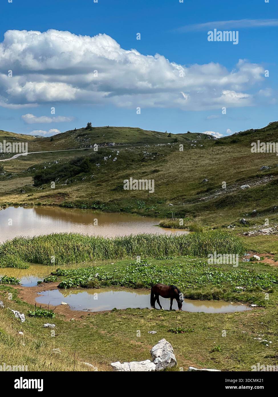 Ein wildes Pferd an einem kleinen Bergteich auf Jahorina, Bosnien und Herzegowina. Friedliche Alpenlandschaft mit grünen Hängen, Felsen. - Smartphone-aufgenommenes Stockfoto