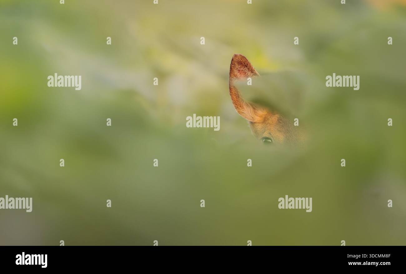 Reh (Capreolus capreolus) lugt durch weiche, verschwommene grüne Vegetation, wobei nur sein aufrechtes Ohr und ein Auge sichtbar sind. Stockfoto