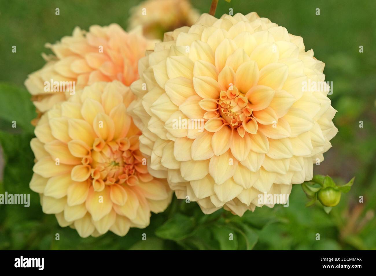 Gelbe und pfirsichfarbene Zierkugel Dahlia „Bracken Glenda“ in Blüte. Stockfoto