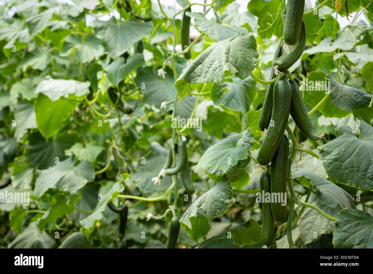 Grüne Gurken, die auf Reben in einem weitläufigen Gewächshaus wachsen, repräsentieren gesunden ökologischen Anbau, Anbau und frische Produkte für den Marktkonsum Stockfoto