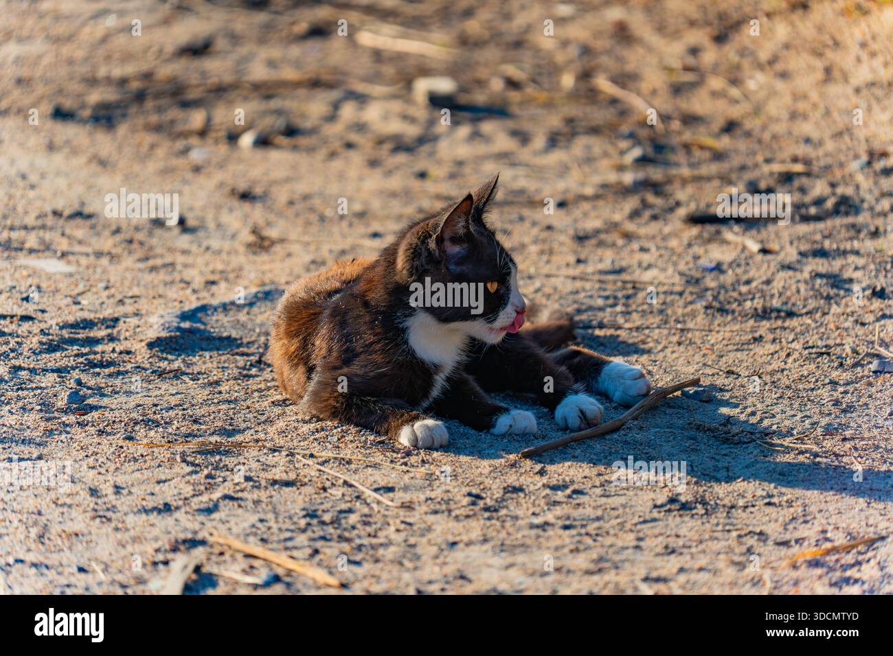 Eine streunende Katze liegt auf einer staubigen Landstraße, ihr Körper ist bequem ausgestreckt. Das Fell der Katze ist eine Mischung aus Braun und Schwarz mit weißen Flecken, die schaffen Stockfoto
