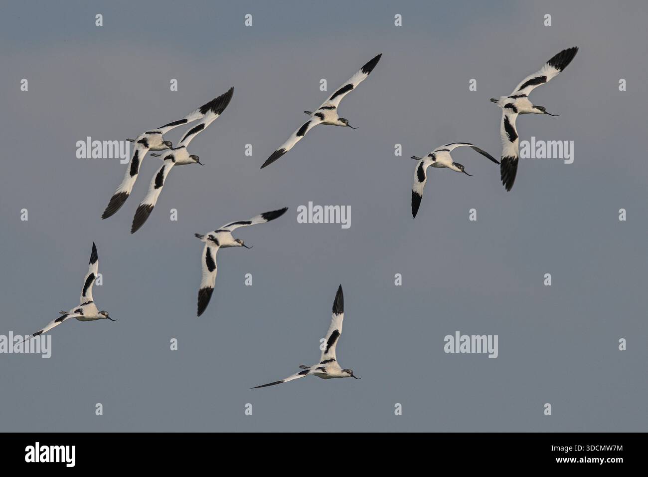 Eine Schar von Rattenfressern, die in Formation fliegen Stockfoto