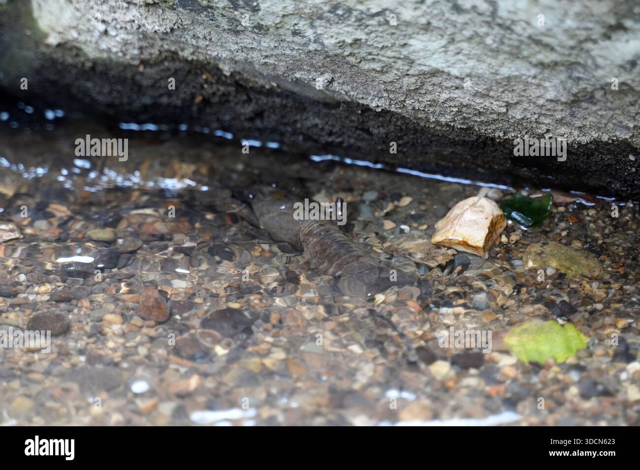 Reisen Sie rumänien transilvania cheile turzii Flusskrebse, die auf dem Bachgrund neben einem Felsen ruhen und sich in klarem Wasser in Kieselsteine mischen Stockfoto