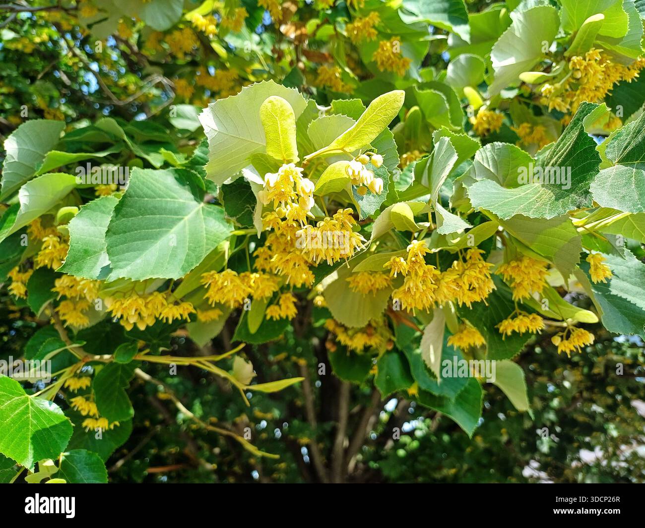 Blühende Linde. Natürlicher Hintergrund der Lindenblüte im Sommer Stockfoto