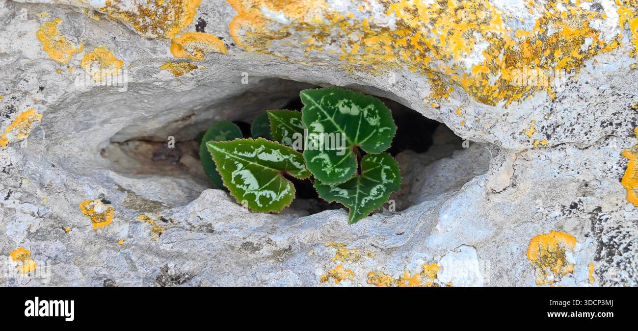 Makro von wilden Cyclamen-Blättern, die aus einer ovalen Spalte in einem Kalkstein auf Zypern wachsen, wodurch ein natürlicher Pareidolieneffekt des menschlichen Auges entsteht. Stockfoto