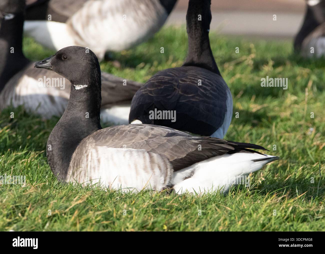 Brent Goose Stockfoto