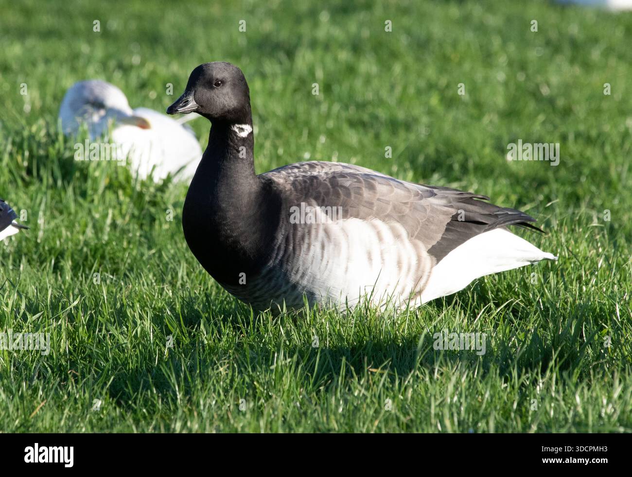 Brent Goose Stockfoto