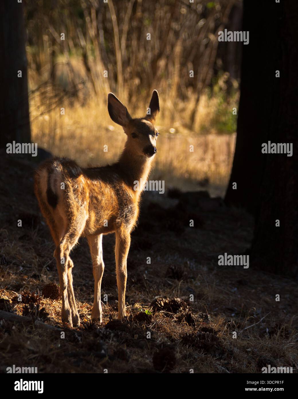 Maultierhirsch (Odocoileus hemionus) steht in der Nähe von Janesville, Lassen County, Kalifornien. Stockfoto