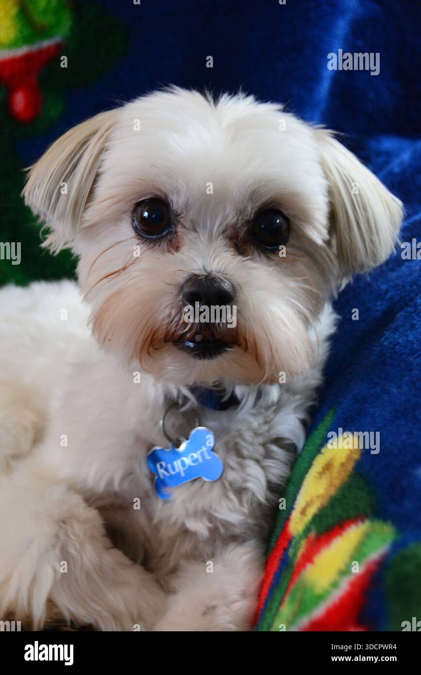 Weißes Shih Tzu Hundeporträt Stockfoto