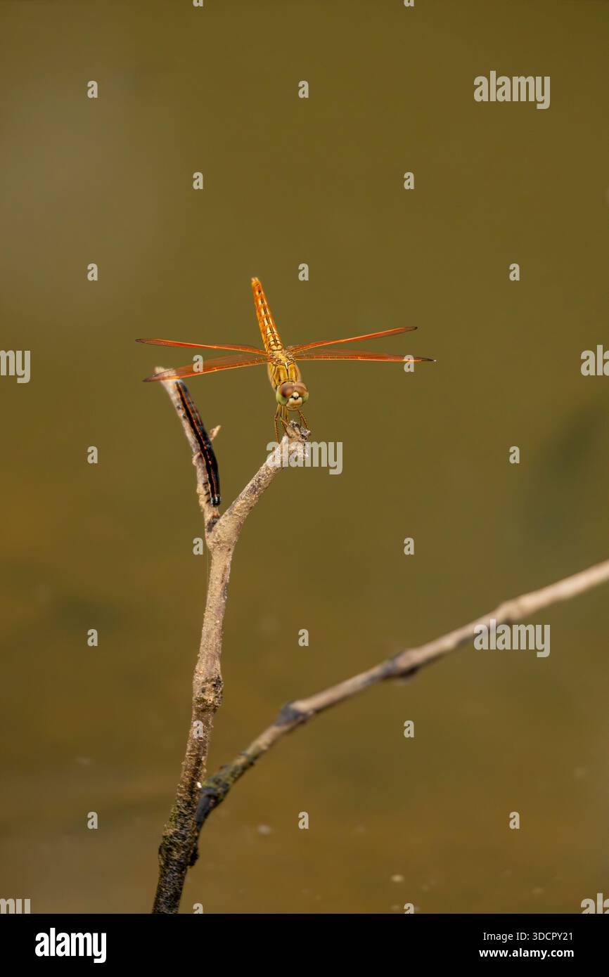 Rote Libelle, die auf einem Zweig im indischen Dorfteich sitzt. Stockfoto