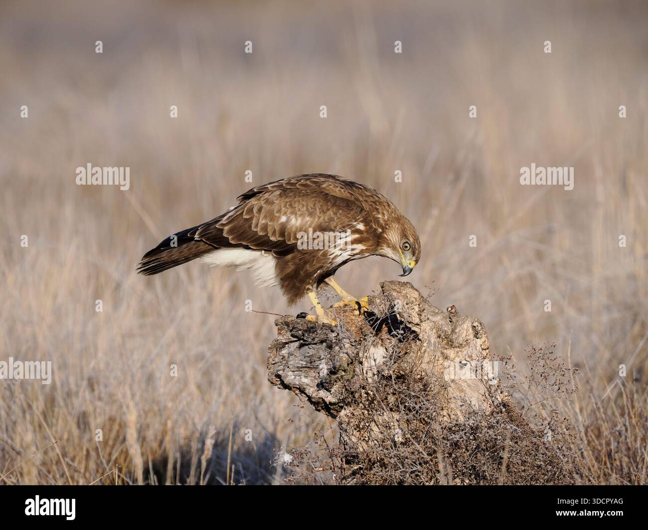 Bussard (Buteo buteo) auf Baumstumpf, Spanien, Februar Stockfoto