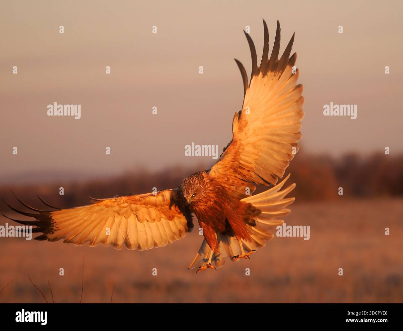 Western Marsh Harrier (Circus aeruginosus) männlich im Flug, kommt in Marsch, im frühen Morgenlicht, Spanien, Februar Stockfoto