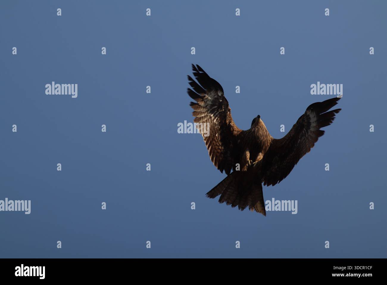 Schwarze Drachen fliegen am klaren blauen Himmel von Islamabad und zeigen ihre beeindruckende Flügelspannweite und Luftbeweglichkeit. Stockfoto