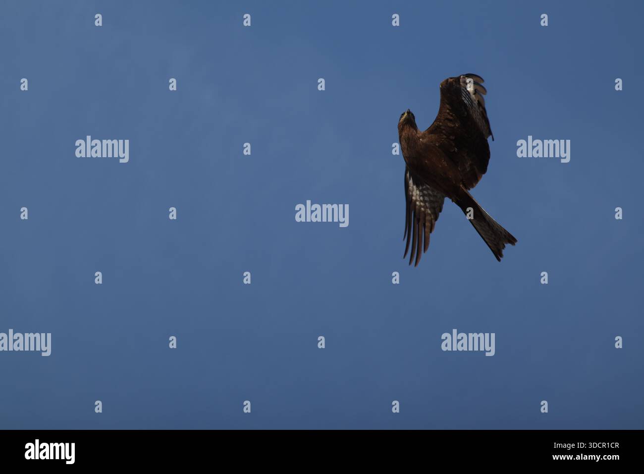 Schwarze Drachen fliegen am klaren blauen Himmel von Islamabad und zeigen ihre beeindruckende Flügelspannweite und Luftbeweglichkeit. Stockfoto