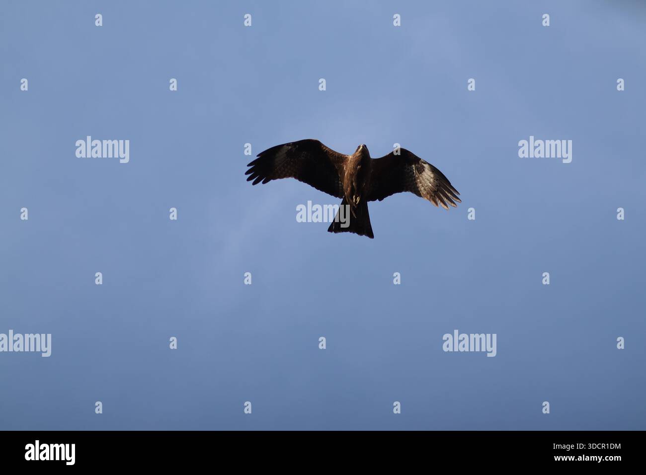 Schwarze Drachen fliegen am klaren blauen Himmel von Islamabad und zeigen ihre beeindruckende Flügelspannweite und Luftbeweglichkeit. Stockfoto