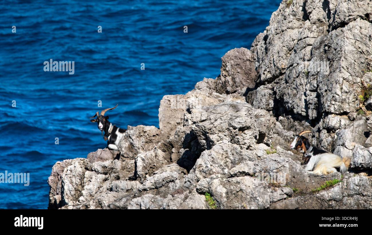Zwei Ziegen, die sich auf Felsformationen in Playa de Barro in der Biskaya in Spanien sonnen, 16:9 Uhr Stockfoto