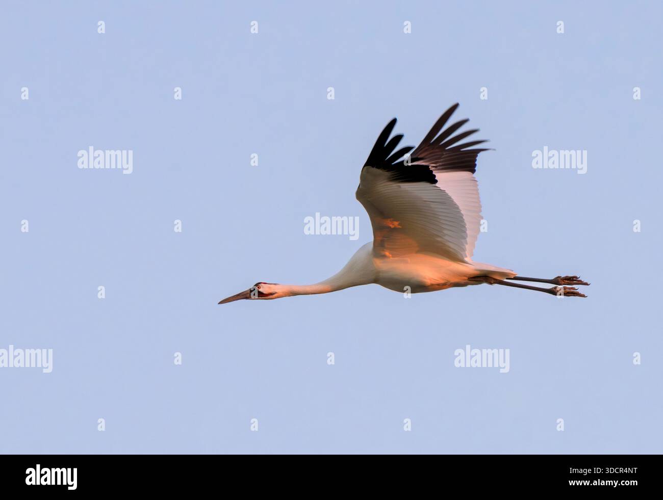 Keuchkran (Grus americana) am späten Abend im blauen Himmel, Goose Island State Park, Aranzas County, Texas, USA. Stockfoto