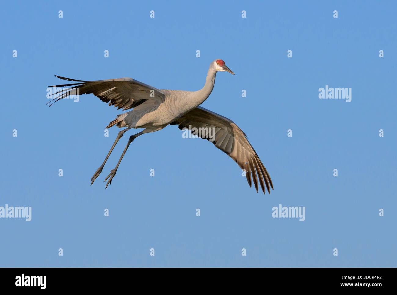 Sandhill-Kran (Antigone canadensis) im Flug, Vorbereitung auf die Landung, Goose Island State Park, Aranzas Count, Texas, USA Stockfoto
