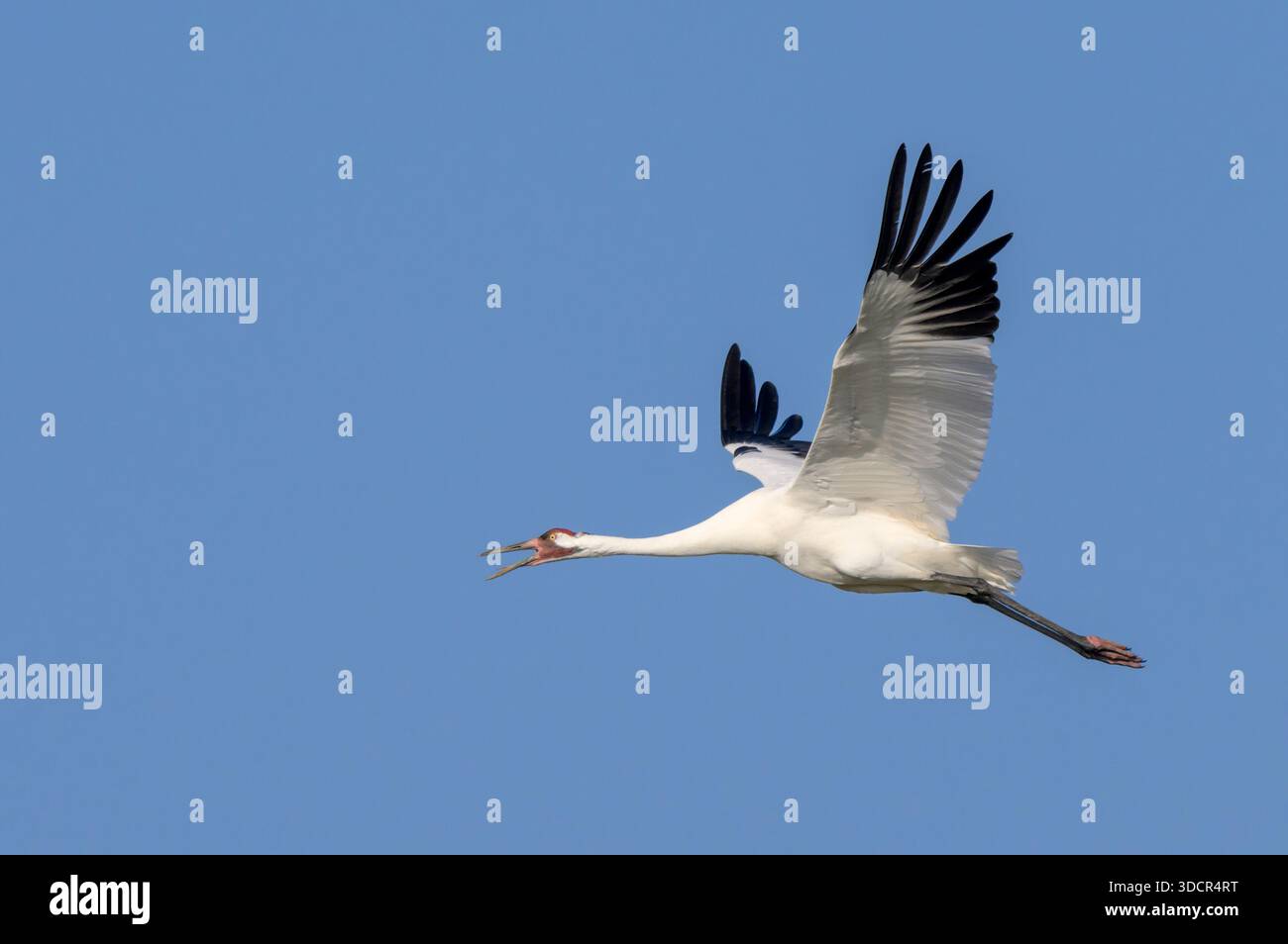 Keuchkran (Grus americana) im Flug in blauem Himmel, ruft mit offenem Schnabel, Aranzas County, Texas, USA. Stockfoto