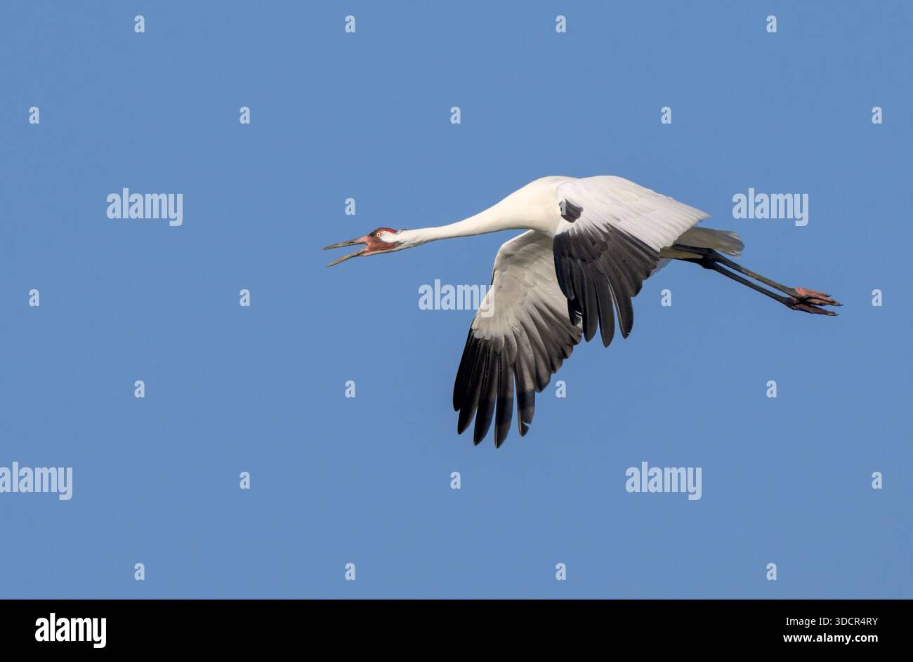 Keuchkran (Grus americana) im Flug in blauem Himmel, ruft mit offenem Schnabel, Aranzas County, Texas, USA. Stockfoto