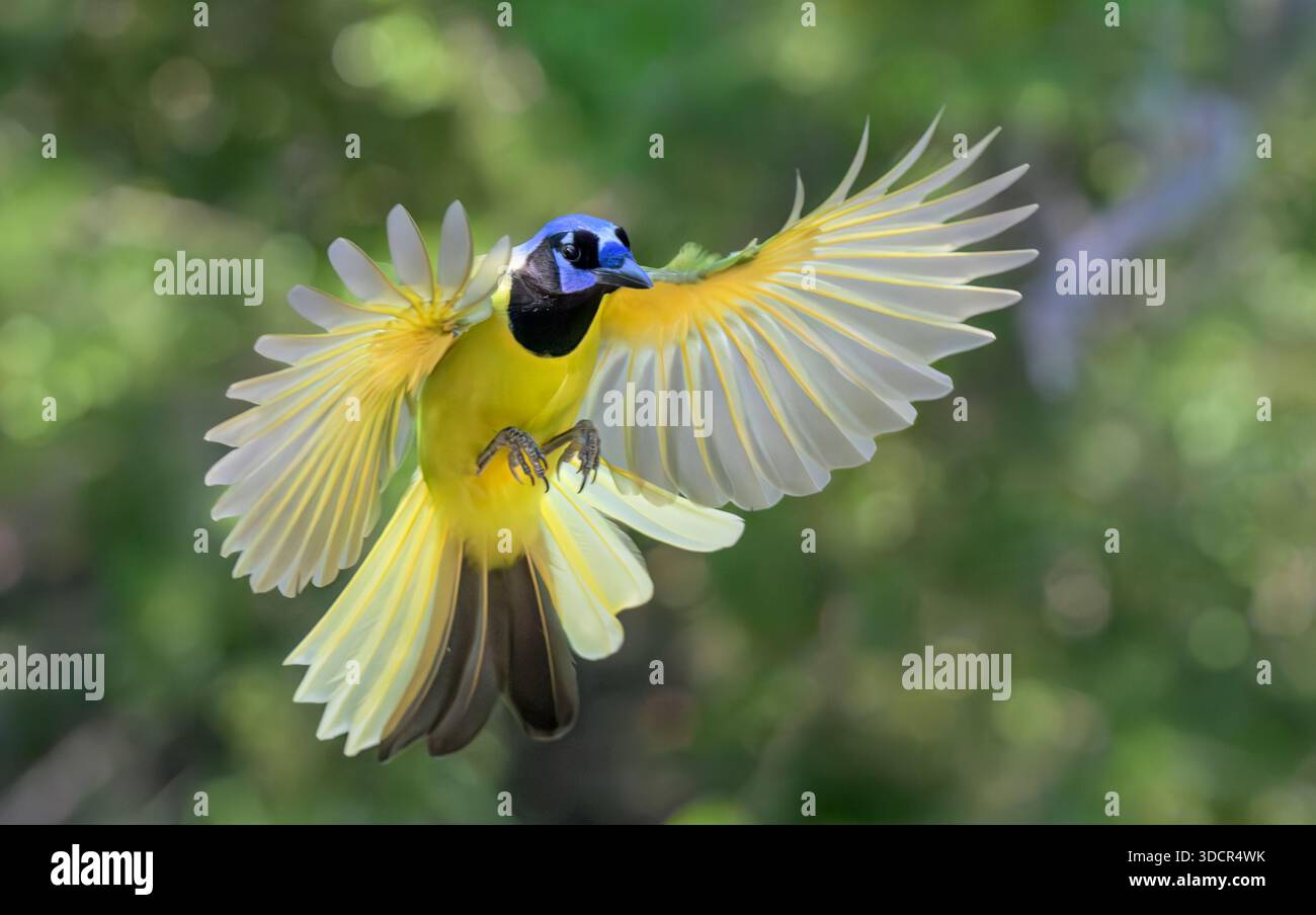 Green jay (Cyanocorax luxuosus) im Flug vor Mosaikhintergrund des Walddaches, Bentsen Rio Grande Valley State Park, Texas, USA Stockfoto