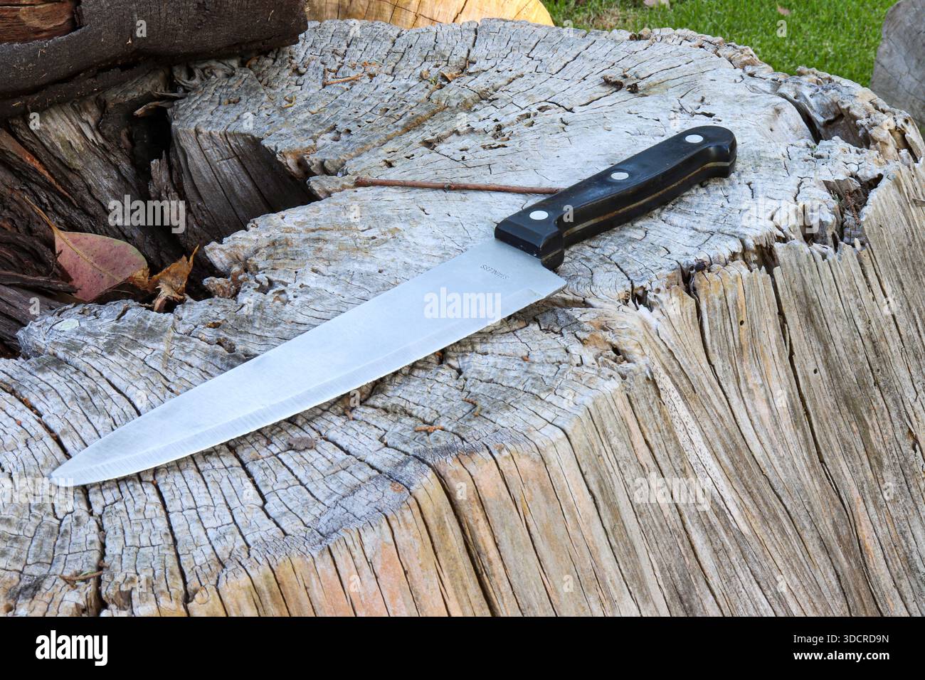 Edelstahlmesser mit schwarzem Griff auf einem rustikalen Holzstumpf. Perfekt für Grillzubereitung und Überlebensstil im Freien Stockfoto