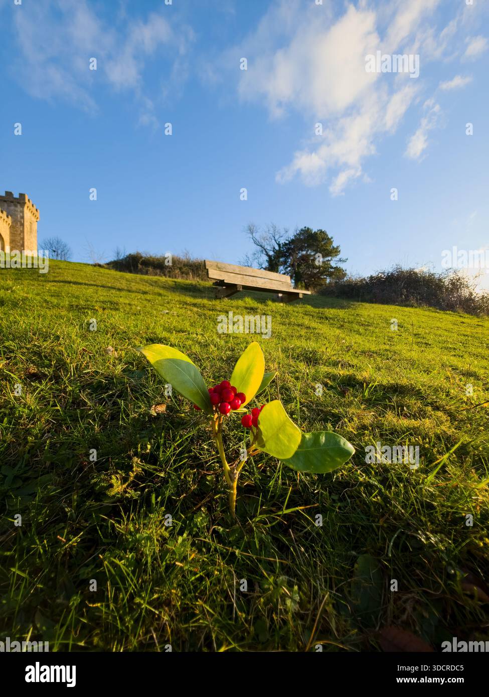 Holly Sprig mit roten Beeren auf Sunny Grassy Hill, Cotswolds, Großbritannien Stockfoto