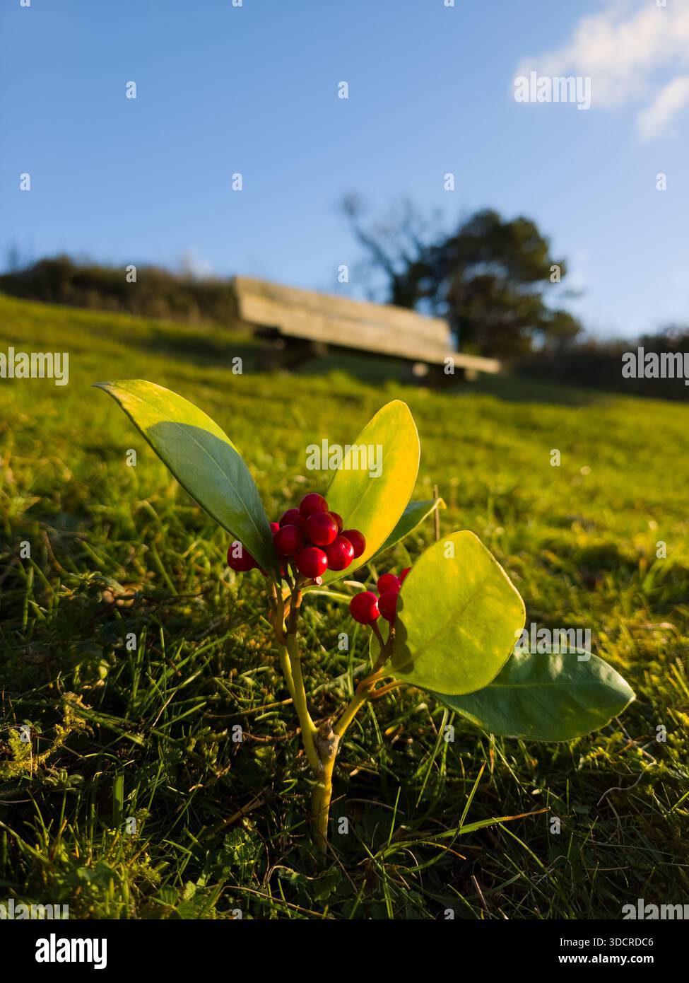 Holly Sprig mit roten Beeren auf Sunny Grassy Hill, Cotswolds, Großbritannien Stockfoto