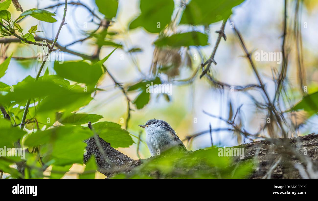 Junge Weißbrust Nuthatch auf einem Zweig. Die Eurasische Nuthatch oder Holznuthatch (Sitta europaea) Stockfoto