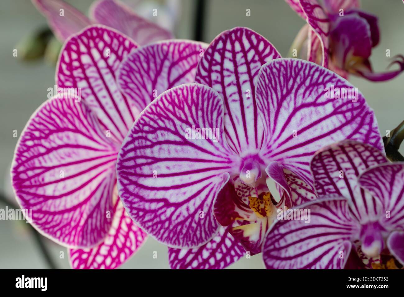 Violette Orchideenblume phalaenopsis, phalaenopsis oder Falah auf weißem Hintergrund. Stockfoto