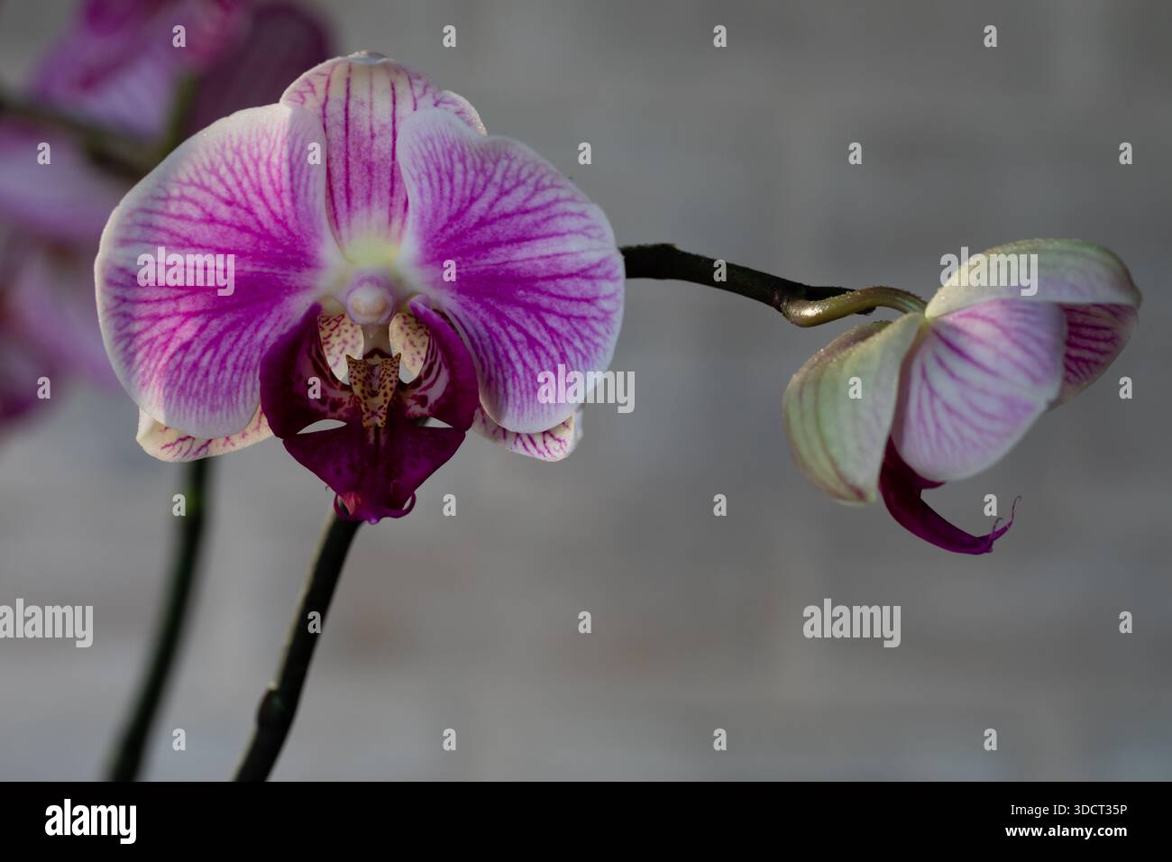Violette Orchideenblume phalaenopsis, phalaenopsis oder Falah auf weißem Hintergrund. Stockfoto