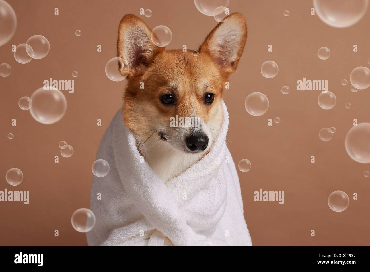 Niedlicher Corgi in weißem Handtuch mit Seifenblasen nach dem Bad, Haustierpflege Hygiene und Spa-Pflege auf beigefarbenem Studio-Hintergrund Stockfoto