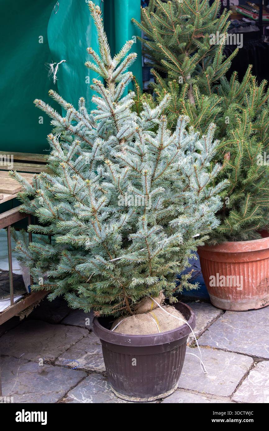 Pinien immergrüne Weihnachtsbäume, die im Garten draußen verkauft werden Stockfoto