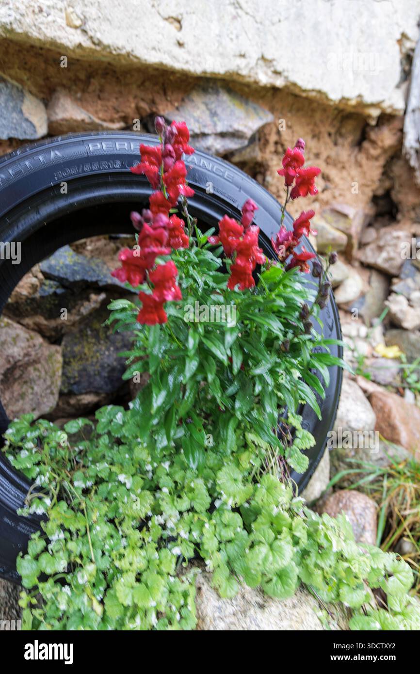 Leuchtend rote snapdragon-Blüten blühen in einem umfunktionierten Autoreifen vor einem rustikalen Stein- und Lehmband-Hintergrund. Stockfoto