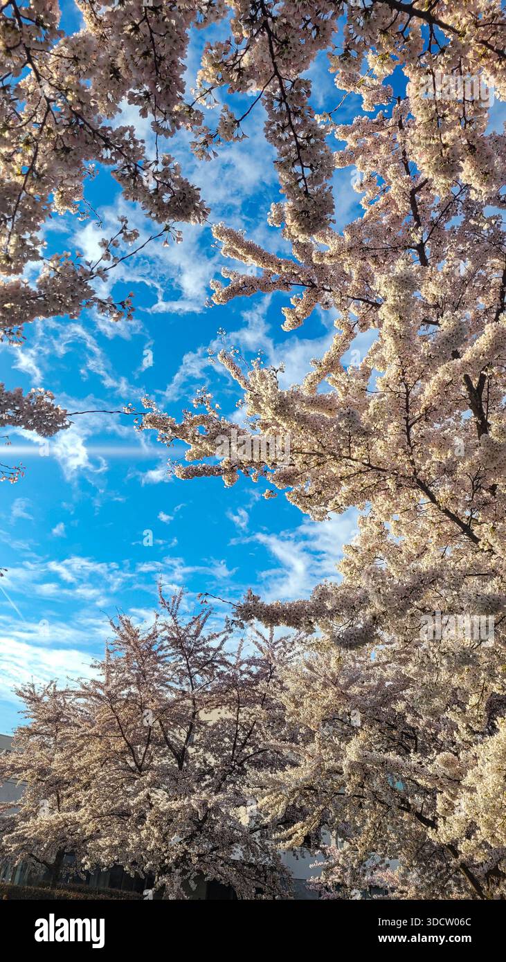 Rosa zarte Frühlingsblumen der japanischen Kirschblüte Sakura vor dem blauen Himmel mit weißen Wolken. Hintergrund mit Blumenmotiv im Frühling. Stockfoto