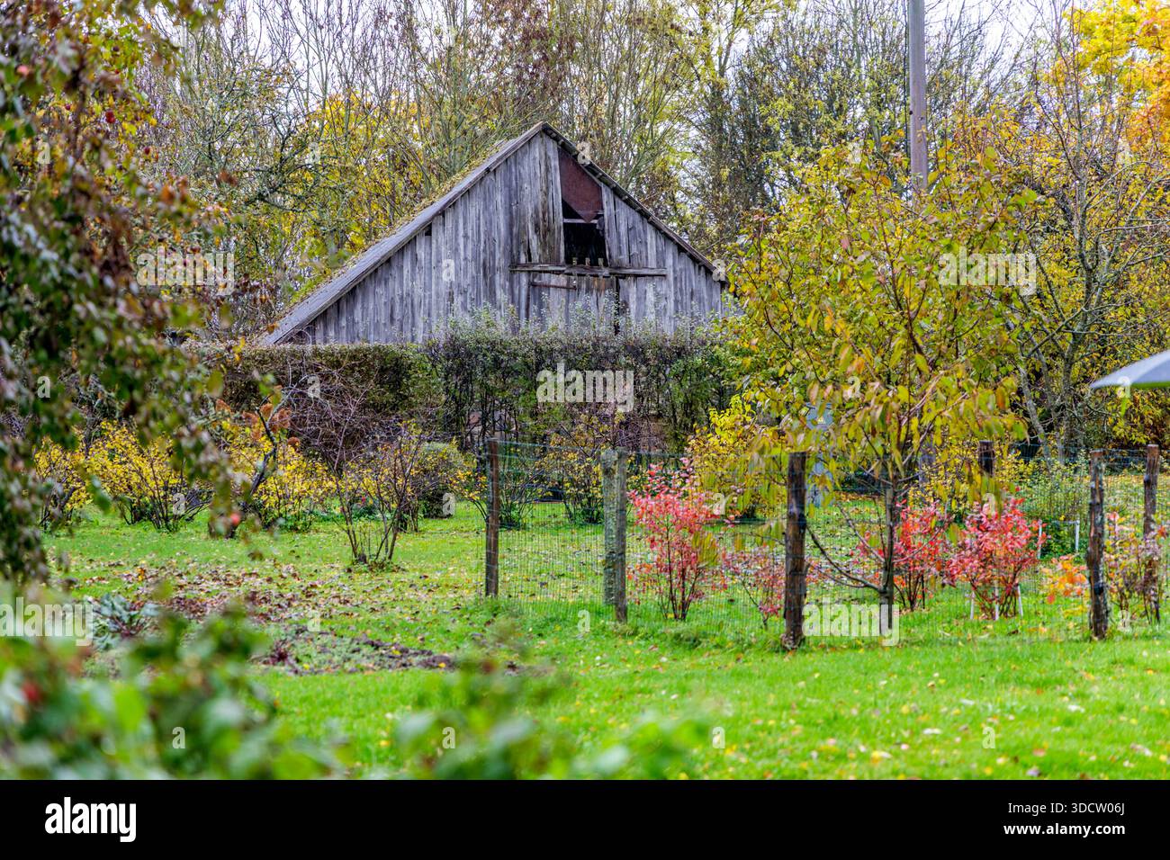 Blick durch Gartenbäume und Büsche einer alten, verwitterten Holzscheune in ländlicher Umgebung an einem bewölkten Herbsttag. Stockfoto