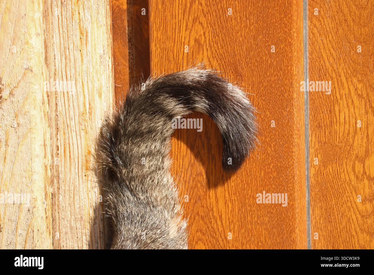 Der Schwanz einer Katze gegen eine Holztür Stockfoto