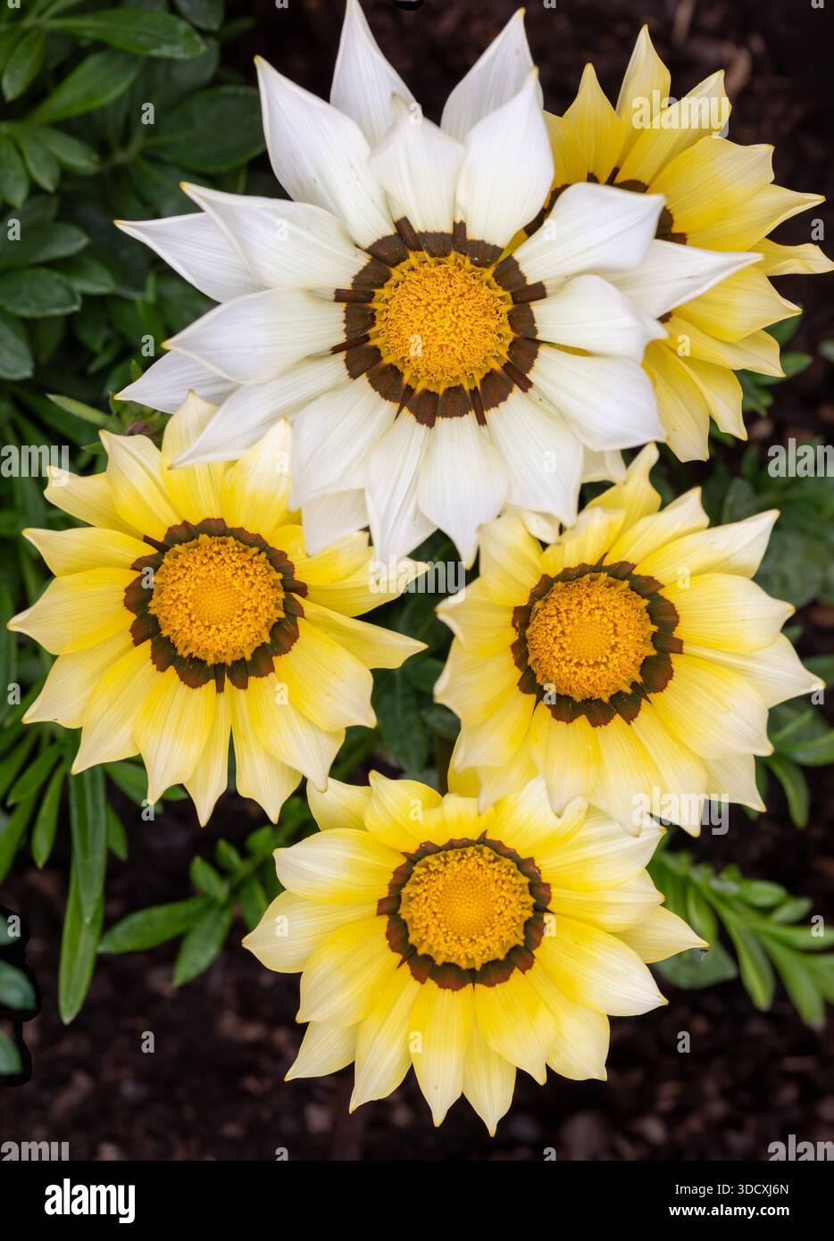 Nahaufnahme einer Gruppe von Gazania rigens Blüten mit Gänseblümchen-ähnlichen Blütenköpfen, die eine Reihe von weißen und gelben Blüten um die zentralen Scheiben herum zeigen Stockfoto